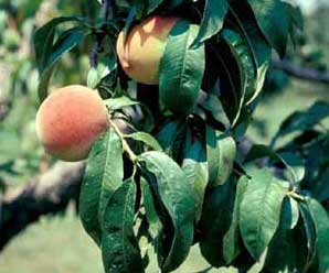 Picture closeup of Flowering Peach (Prunus persica) fruit and leaf structure.