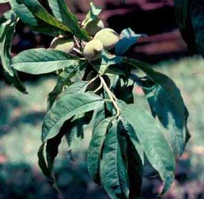 Picture closeup of Flowering Peach (Prunus persica) leaf structure with immature fruit.