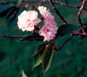 Picture closeup of Flowering Cherry (Prunus serrulata 'Kwanzan') pink flowers.