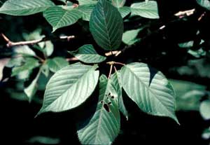 Picture closeup of Flowering Cherry (Prunus serrulata 'Kwanzan') leaf structure.