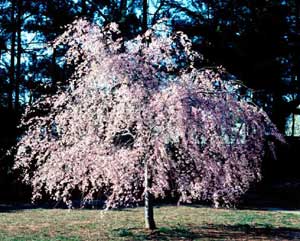 Picture of Weeping Higan Cherry (Prunus subhiertella 'Pendula') tree form with pink spring flowers.