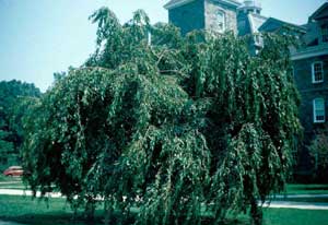 Picture of Weeping Higan Cherry (Prunus subhiertella 'Pendula') tree form.