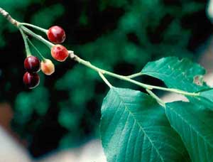 Picture closeup of Weeping Higan Cherry (Prunus subhiertella 'Pendula') red cherry fruit and leaf structure.