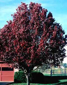 Picture of Callery Pear (Pyrus calleryana) tree in deep red fall color