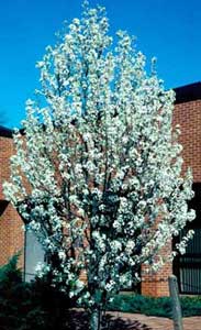 Picture of Callery Pear (Pyrus calleryana) tree form with spring flowers