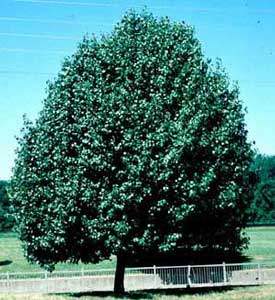 Picture of Callery Pear (Pyrus calleryana) tree form