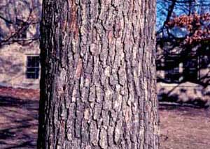 Picture of White Oak (Quercus alba) trunk bark.