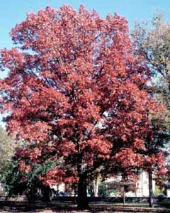 Picture of White Oak (Quercus alba) tree form in dull orange fall color.