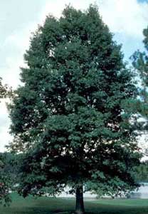 Picture of White Oak (Quercus alba) tree form.