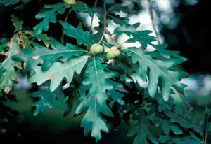 Picture closeup of White Oak (Quercus alba) fruit and leaf structure.