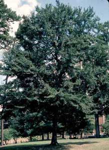 Picture of Water Oak (Quercus Nigra) tree form.