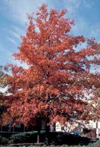 Picture of Pin Oak (Quercus palustris) tree form in red fall color.