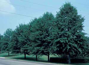 Picture of row of Pin Oak (Quercus palustris) tress showing form.