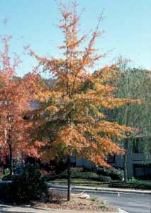 Picture of Willow Oak (Quercus phellos) tree form in orange fall color.