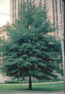 Picture of Willow Oak (Quercus phellos) tree form.