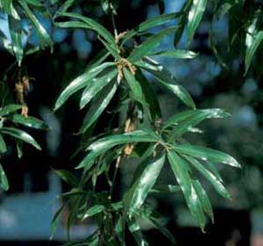 Picture closeup of Willow Oak (Quercus phellos) leaf structure.