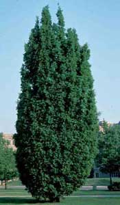 Picture of Fastigiate English Oak (Quercus robur 'Fastigiata') upright tree form showing tall, slender habit.