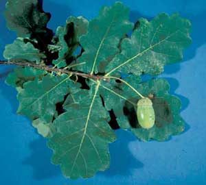 Picture closeup of Fastigiate English Oak (Quercus robur 'Fastigiata') leaf structures and fruit.
