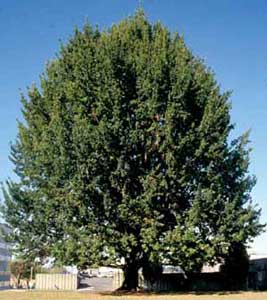 Picture of English Oak (Quercus robur) tree form.