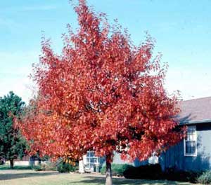 Picture of Northern Red Oak (Quercus rubra) tree form in fall red color.