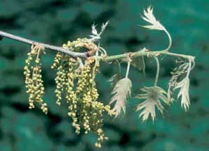 Picture closeup of Northern Red Oak (Quercus rubra) flowers and new spring leaves.