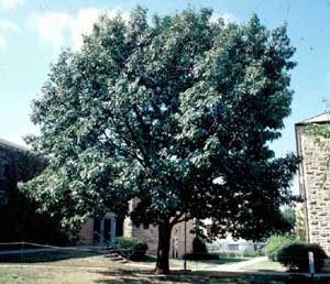 Picture of Northern Red Oak (Quercus rubra) tree form.