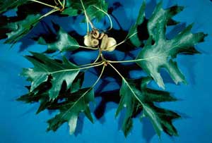 Picture closeup of Northern Red Oak (Quercus rubra) fruit and leaf structure.