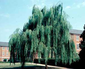 Picture of Weeping Willow (Salix alba 'Tristis') tree form.