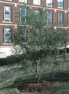 Picture of Corkscrew Willow (Salix matsudana 'Tortuosa') tree form.