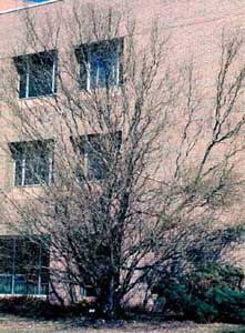 Picture of Corkscrew Willow (Salix matsudana 'Tortuosa') tree in winter.