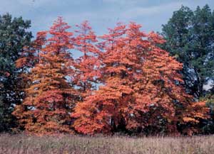 Picture of stand of Sassafras (Sassafras albidum) trees showing form in fall orange color