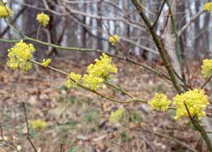 Picture closeup of Sassafras (Sassafras albidum) yellow flowers