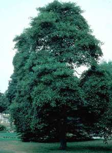 Picture of Sassafras (Sassafras albidum) tree form