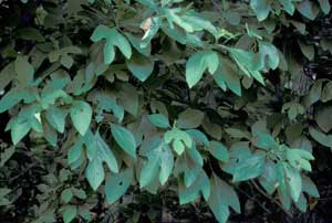 Picture closeup of Sassafras (Sassafras albidum) leaf structure.