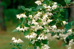 Picture closeup of Japanese Snowbell (Styrax japonicum) white flowers.