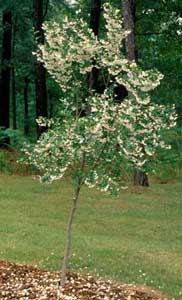 Picture of Japanese Snowbell (Styrax japonicum) tree form in bloom with white flowers.