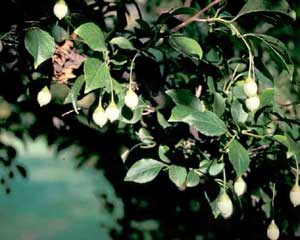 Picture closeup of Japanese Snowbell (Styrax japonicum) white fruit and leaf structure..