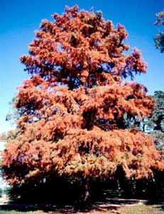 Picture of Baldcypress (Taxodium distichum) form in orange fall color