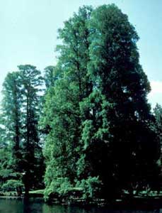 Picture of Baldcypress (Taxodium distichum) form