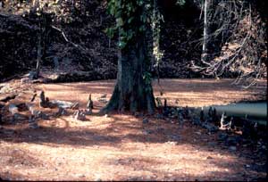 Picture of Baldcypress (Taxodium distichum) root knees surrounding trunk.