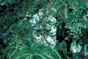 Picture of Baldcypress (Taxodium distichum) fruit and leaves