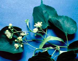 Picture closeup of Littleleaf Linden (Tilia cordata) leaf and flower structure.