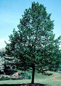 Picture of Littleleaf Linden (Tilia cordata) tree form.