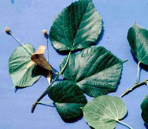 Picture closeup Littleleaf Linden (Tilia cordata) fruit and leaves.