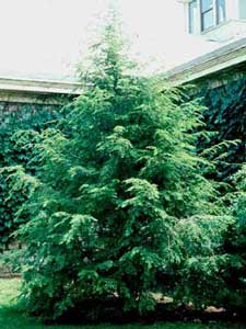 Picture of Canadian Hemlock (Tsuga canadensis) tree form