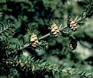 Picture closeup of Canadian Hemlock (Tsuga canadensis) fruit