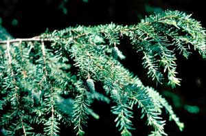 Picture of Canadian Hemlock (Tsuga canadensis) branch with fruit and leaf structure.