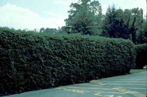 Picture of Canadian Hemlock (Tsuga canadensis) plants grown as a hedge row.