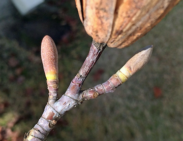 Picture closeup of Tuliptree (Liriodendron tulipifera) leaf and bud.