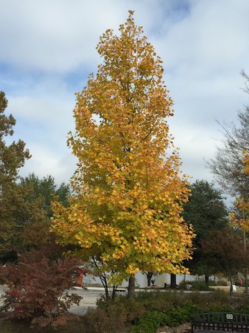 Picture of Tuliptree (Liriodendron tulipifera) form in yellow fall color. Picture of Tuliptree (Liriodendron tulipifera) form in yellow fall color.